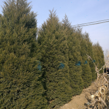 uľr uС11.523u