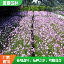 紫娇花基地种植面积大规格全 花坛花镜镶边配植 庭院阳台盆栽