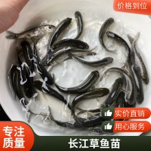 高产草鱼苗出售 观赏金丝草鱼苗 苗场供应鲩鱼苗