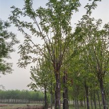 浙江香花槐种植-嫁接香花槐基地-五七香花槐-高存活率-长期出售