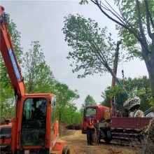 马褂木基地 景观行道树20公分18公分15公分鹅掌楸 杆直冒圆马褂木树