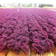 基地供应造型红花檵木桩 批发红花继木 庭院花卉绿化红花檵木桩