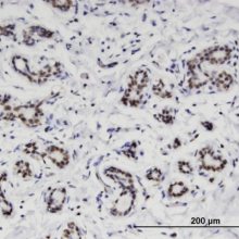  Anti-Anti-PTGS1 antibody produced in rabbit