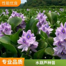 水葫芦培育基地 花海造景工程苗 可露天栽培 易管理