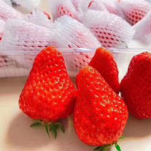 珍珠棉草莓网套机-草莓网套机-龙口同力达质量好