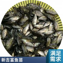 罗非种苗供应 高产量一号罗非鱼苗 奥尼 新吉富品种繁多 可视频选苗