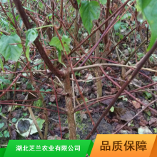 浙江新兴绿色农业神仙豆腐批发种植观音树苗果胶提取来源