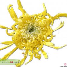坤盛花卉基地批发金丝皇菊小苗规格营养钵盆栽