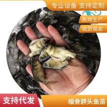 鱼苗 缩骨大头鱼苗 红罗非鱼 丁贵鱼苗量大优惠 成活***