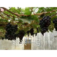 妮娜皇后葡萄苗量大从优、和田红葡萄苗诚信经营