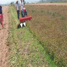 夏枯草收割机***机型|低矮秸秆收割机|***夏枯球收割机厂家