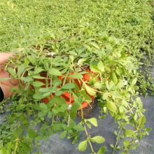 基地供应姬岩垂草 园林绿化 阳台盆栽花卉 粉色花海打造