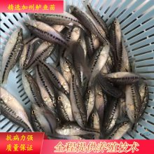 加州鲈鱼苗 正宗优鲈三号鲈鱼苗 优鲈一号鱼苗好品种