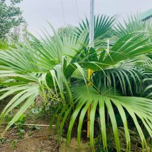 ѿLivistona chinensis (Jacq.) R. Br. ex Mart.