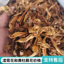 凌霄花 攀援爬藤植物 耐寒盆栽地栽 又名倒挂金钟 花期长