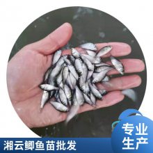 港发水产 专业淡水鱼 湘云鲫鱼苗 基地供应 存活***