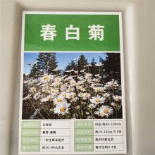 优质新菊花种子 春白菊种子 发芽*** 价格便宜 ***