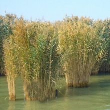 基地直发水生植物芦苇 水生芦苇苗 公园水池 水体绿化 芦苇根