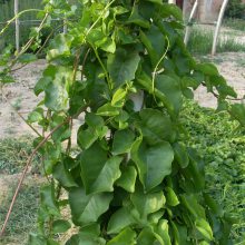 藤三七植物苗 食药用土田七种子根茎室外易活花卉爬藤绿植盆栽