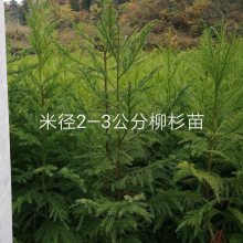 Ӧһɼ磬ɼľ磬ɼ磬20cm-50cmɼľ