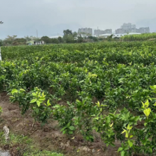 湖州批发橘苗 服务为先 台州兰欣果业供应