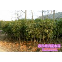 出售4公分金秋八月桂花香 金桂 八月桂 盆栽地栽花卉苗木