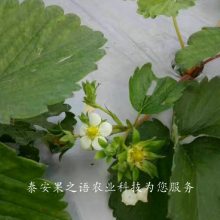 ̩ݮ硢ݮֻݮ