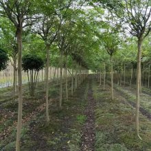 四川红花紫薇苗木 米径4到12cm苗木 四川大红紫薇