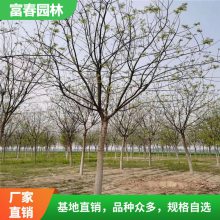 出售白蜡树 沙荒盐碱地造林苗 农田防护林行道树及庭院绿化