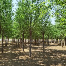 旱柳苗木 联体经营 办理检疫 枝多叶密