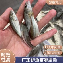 大量生产鲈鱼苗 加州鲈鱼苗基地 港发淡水优鲈三号 各种规格苗