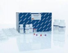 Qiagen 52904 QIAamp Viral RNA Mini Kit 50RNAԼ