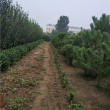 批发优质6公分7公分海棠树好的货源 海棠树成活*** 清地处理5公分垂丝海棠价格 海棠树规格齐全