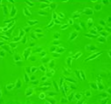 伽马氧化铁,半导体涂层,磁性三氧化二铁