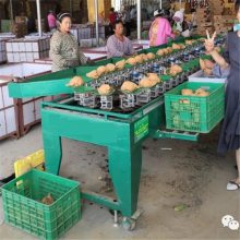 西红柿选果机供应 水果重量分级机厂家供应 一机多用
