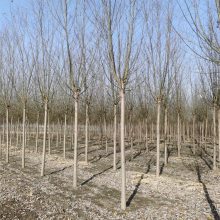 旱柳树苗基地 苗木产业 品种全 分枝点一致