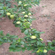 惠农 地径2厘米蜂糖李子苗 三公分李子树种植成活率
