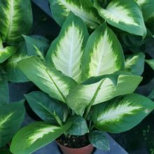 观叶植物盆栽万年青基地 批发粉黛万年青广东万年青玛丽安租赁观叶盆栽耐摆放 价格 厂家 中国供应商 观叶植物盆栽万年青基地 批发粉黛万年青广东万年青玛丽安租赁观叶盆栽耐摆放 价格 厂家 中国供应商