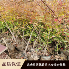 成都喜湿润南天竹_茶飘香常绿耐湿南天竹_会场南天竹厂家直销