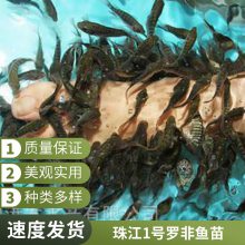 港发水产 非洲鲫 淡水鱼苗 渔场直供 罗非鱼苗 好养易大