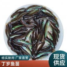 港发水产种苗 丁桂鱼苗须鱼岁规格齐全 优品水库淡水鱼苗 快大好养