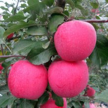 水蜜桃苹果树苗大量供应 帅阳苗木 树苗价格咨询 苹果苗供应主产区