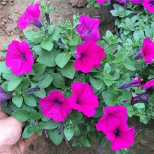 国庆节日牵牛花供货基地 矮牵牛花卉批发市场 矮牵牛盆栽杯苗 多色牵牛花