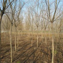 大花地园林 出售3公分4公分5公分垂柳 青皮垂柳树 大小都有