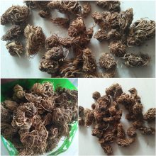 白花延龄草头顶一颗珠 白花延龄草的药用价值白花延龄草冷背奇药材