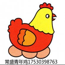 鹤壁市山城区常盛蛋鸡青年鸡养殖场