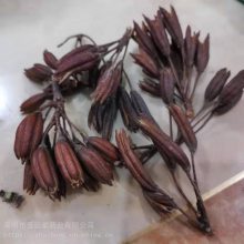 六轴子/闹羊花子/八里麻/羊踯躅子产地批发