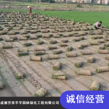 优质地被混播草_芳草芊芊耐践踏混播草_成都体育场混播草供应
