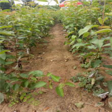 清地处理优质圆黄梨树苗 农户直销规格齐全新梨七号梨树苗