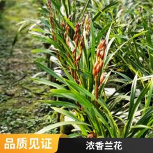 燎伯兰业 大花浓香花卉盆栽 建兰醉美人 办公室绿植花卉